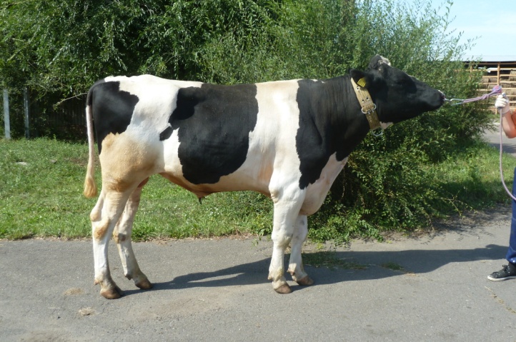 ЛАТИМЕР 8155 ET КСГФ-224